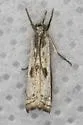 Microcrambus croesus - Hodges#5426 - photo 5