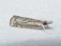 Microcrambus discludellus - Hodges#5423