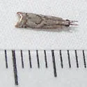 Microcrambus discludellus - Hodges#5423 - photo 2