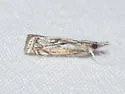 Microcrambus discludellus - Hodges#5423 - photo 3
