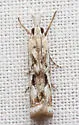 Microcrambus kimballi - Hodges#5424