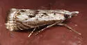 Microcrambus kimballi - Hodges#5424 - photo 2