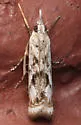 Microcrambus kimballi - Hodges#5424 - photo 3