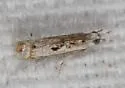 Microcrambus kimballi - Hodges#5424 - photo 4