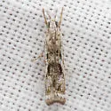 Microcrambus kimballi - Hodges#5424 - photo 5