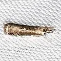 Microcrambus matheri - Hodges#5425