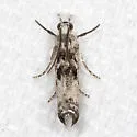 Microcrambus minor - Hodges#5422