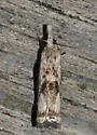 Microcrambus minor - Hodges#5422 - photo 2