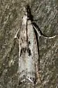 Microcrambus minor - Hodges#5422 - photo 3