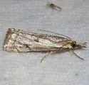 Microcrambus polingi - Hodges#5421 - photo 3