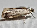 Microcrambus polingi - Hodges#5421 - photo 4