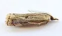 Microcrambus polingi - Hodges#5421 - photo 5