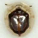 Microctenochira bonvouloiri - Microctenochira bonvouloiri