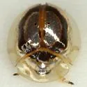 Microctenochira bonvouloiri - photo 2