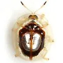 Microctenochira bonvouloiri - photo 4