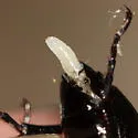 Microctonus pilatus