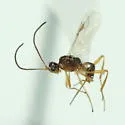 Microctonus pilatus - photo 2