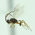 Microctonus pilatus - photo 3