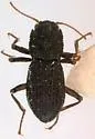 Microcylloepus formicoideus