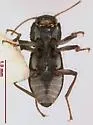 Microcylloepus formicoideus - photo 2