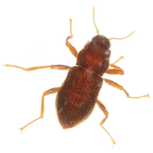 Microcylloepus pusillus - photo 3