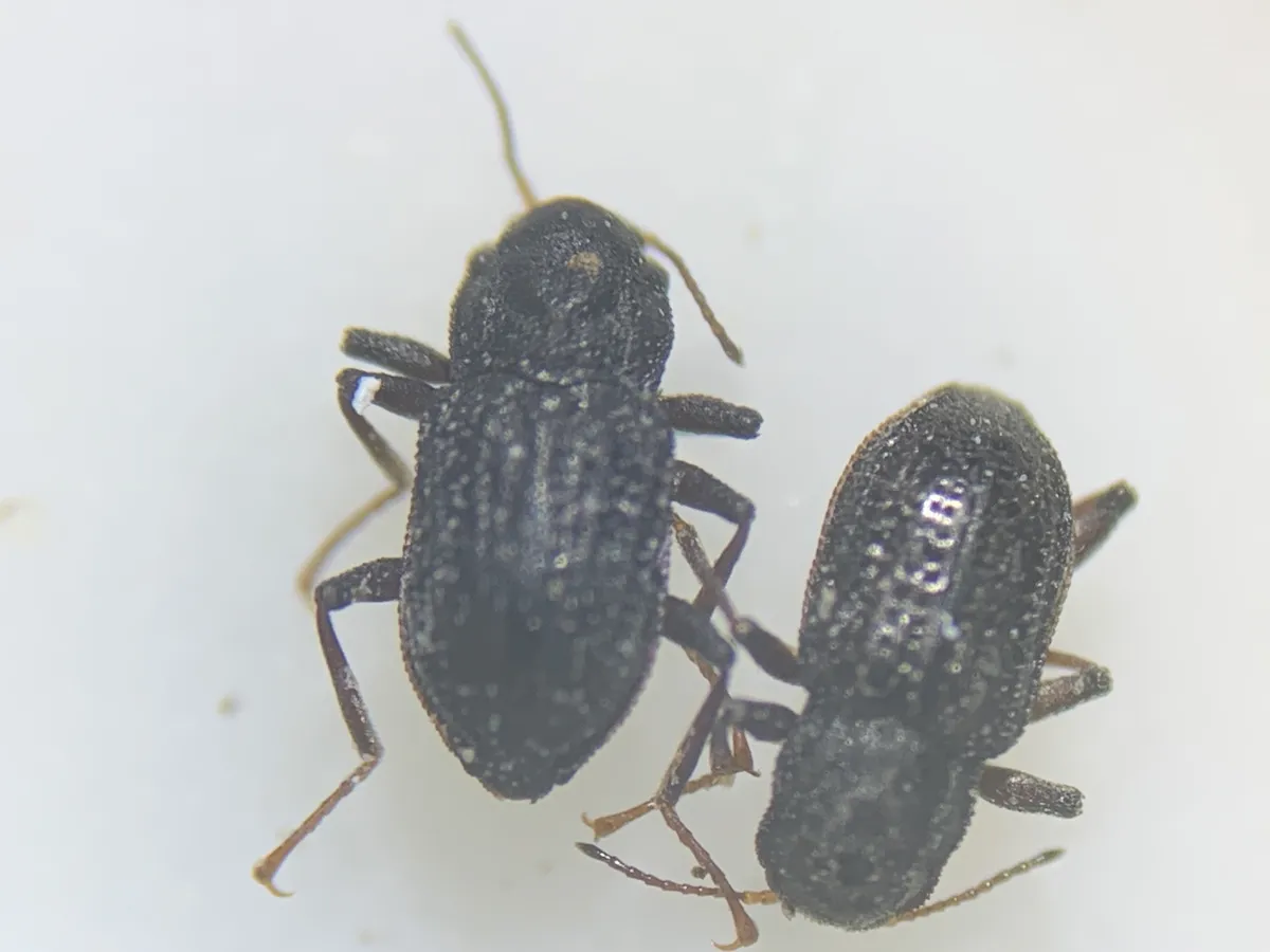 Microcylloepus similis - photo 3