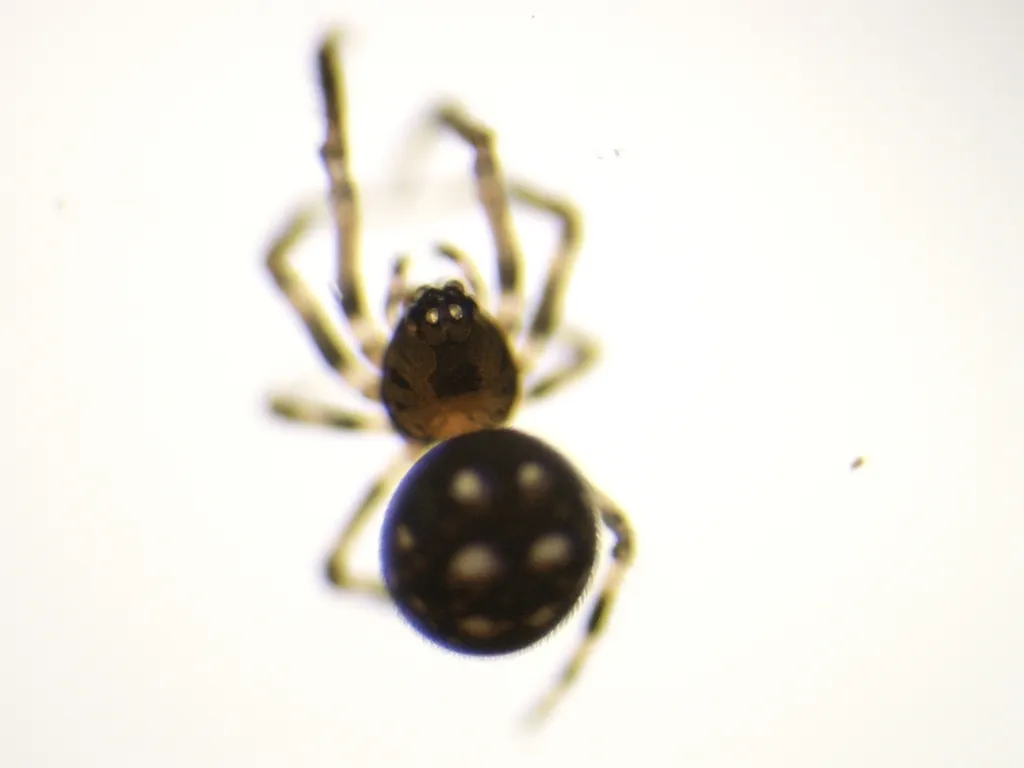 Microdipoena guttata - Microdipoena guttata