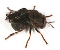 Microdon abditus