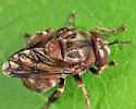 Microdon abditus - photo 2