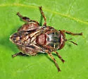 Microdon abditus - photo 4