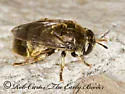 Microdon abditus - photo 5