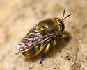 Microdon aurulentus