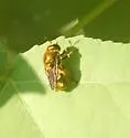 Microdon aurulentus - photo 2