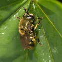 Microdon aurulentus - photo 3