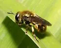 Microdon aurulentus - photo 4
