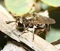 Microdon cothurnatus