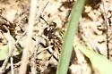 Microdon cothurnatus - photo 2