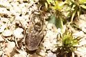 Microdon cothurnatus - photo 3
