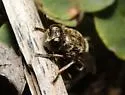 Microdon cothurnatus - photo 4
