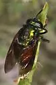 Microdon fulgens