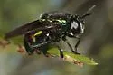 Microdon fulgens - photo 3