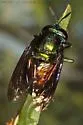 Microdon fulgens - photo 4