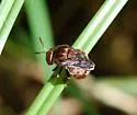 Microdon globosus