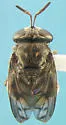 Microdon globosus - photo 2