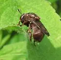 Microdon globosus - photo 3