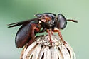 Microdon globosus - photo 4