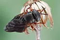 Microdon globosus - photo 5