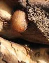 Microdon lanceolatus - photo 2