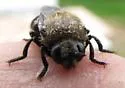 Microdon lanceolatus - photo 4