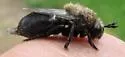 Microdon lanceolatus - photo 5